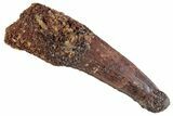 Fossil Spinosaurus Tooth - Real Dinosaur Tooth #367936-1
